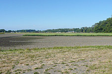 Wheeler Field