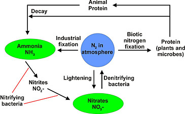 Nitrogen