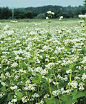Cover Cropping with Buckwheat