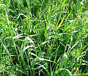 Cover Cropping - A Rye/Vitch Mix