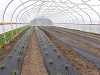 New tomato greenhouse 2014