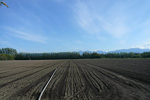 Irrigation