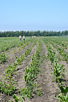Farming organically at Nash's