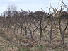 Pruning the apple orchard  in the Dungeness Field
