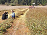 Micaela Colley of Organic Seed Alliance is filmed by Jane Champion talking about buckwheat seed.