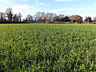 By February, the Dungeness field is getting a green cover crop.