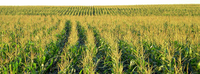 Declining nutrients in industrial agriculture