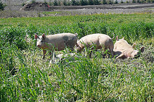 Pigs on the farm