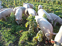 Pigs on the farm