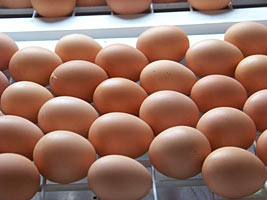 Eggs are available seasonally at Nash's Farm Store and farmers markets