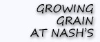 Growing grain at Nash's