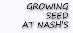 Growing Seed at Nash's